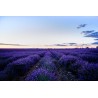 Fragranza di Lavanda