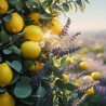 Olio Profumato Premium: Fragranza Limone e Lavanda