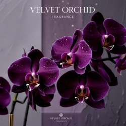 Olio Profumato Premium: Fragranza Velvet Orchid