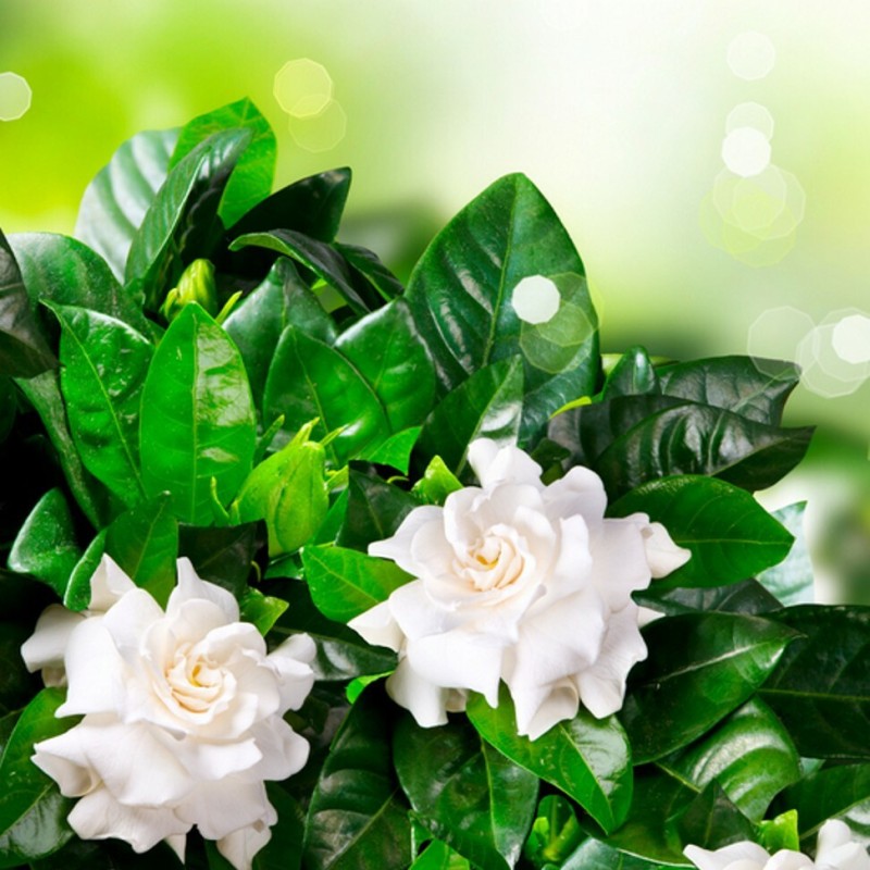 Fragranza Gardenia