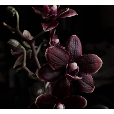 Fragranza Black Pearl Orchid