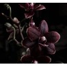 Fragranza Black Pearl Orchid