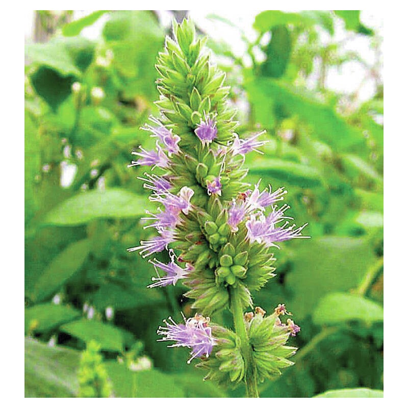 Fragranza Patchouli Paradise