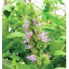 Fragranza Patchouli Paradise