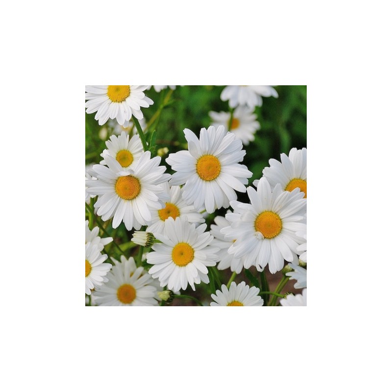 Fragranza Daisy