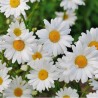 Fragranza Daisy